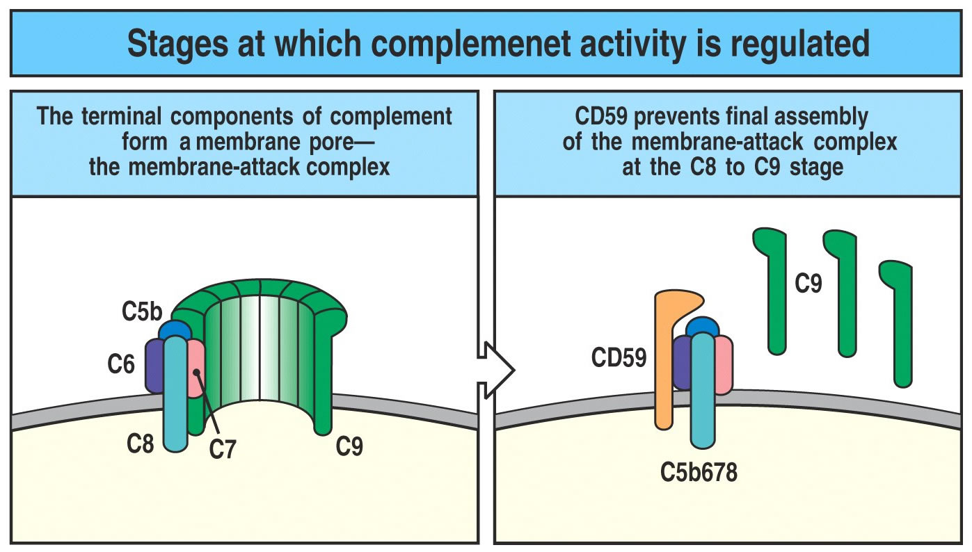 yfip-cd59